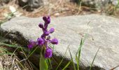 Tour Wandern Fabras - Fabras Jaujac les orgues basaltiques  - Photo 2