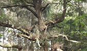 Tour Wandern Esneux - arboretum . pisserotte . anc carrière . targnon . villers aux tours . chapelle simon . arboretum - Photo 3