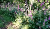 Tour Wandern Hénon - Dans le bois des pins. - Photo 10