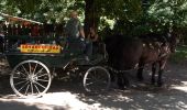 Percorso A piedi Szilvásvárad - Szilvásvárad - Szalajka-völgyi Tanösvény - Photo 10