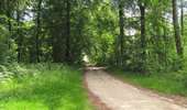 Randonnée A pied Compiègne - en forêt de Compiègne_34_autour du Buissonnet et du Berne - Photo 9