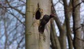 Randonnée Marche Chimay - Bois de Blaimont - Circuit Natura 2000, des sites qui valent le détour - Ht3 - Photo 17