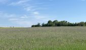 Excursión  Castelnau-de-Montmiral - Chemin de Gradille avec chapelle  - Photo 11