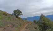 Trail Walking Collioure - madeloc depuis col de la serra, via col de villauria, batterie 500, retour  - Photo 13