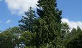 Tour Wandern Lacombe - En forêt de la Loubatière - Photo 15