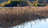 Trail Walking Bormes-les-Mimosas - SityTrail - Barrage du Trapan - Estagnol - Pellegrin - Photo 3