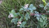 Trail Walking Spa - berinzenne fleurie - Photo 19