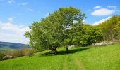 Trail On foot Meißner - HW22 Meißner - Photo 5