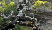 Randonnée Marche Solliès-Toucas - Chêne de Mistral - Puit de Junca - Les jounces - Stele - Bidoufles - Aven de l'enfer - Photo 5