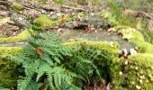 Tocht Stappen Le Bouillon - Forêt d'Écouves 121019 - Photo 1