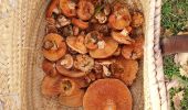 Percorso Marcia Chabestan - Champignons Chabestan - Photo 5