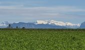 Tour Wandern Riez - GR4 Jour 2 Riez - Saint Martin de Brôme 18-05-2021 - Photo 3