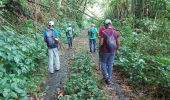 Trail Walking Grand'Rivière - Boucle Fond Potiche - Photo 12