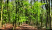 Randonnée Marche Fleurus - Balade dans le Bois de Soleilmont - Photo 3