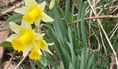 Percorso A piedi Büllingen - Balade des Jonquilles Krinkelt 12 Km - Photo 9