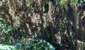 Tour Wandern Le Lorrain - Boucle Morne Jacob - Photo 12