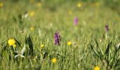 Tocht Te voet Thalgau - Fuschl am See Wanderweg - Photo 7