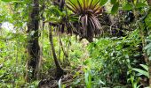 Excursión Senderismo Saint-Claude - Guadeloupe - Chute du Galion - La Citerne - Photo 13