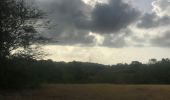 Trail Walking Sainte-Anne - Boucle des mangue - Photo 5