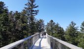 Tocht Stappen Bad Wildbad - Baumwipfelpfad et Wildline à Bad Wildbad dans le Schwarzwald - Photo 15