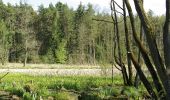 Tocht Te voet Forst Kleinschwarzenlohe - Jägersee Bienenweg No.2 - Photo 5