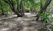 Tocht Noords wandelen La Trinité - Spoutourne Morne pavillon boucle - Photo 6