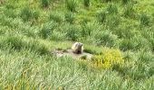 Tour Wandern Saint-Dalmas-le-Selvage - Mercantour : Col des Fourches  - Photo 4