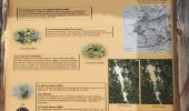 Trail Walking Saint-Cyr-sur-Mer - Dune de sable  - Photo 8