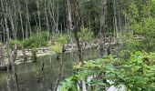 Tour Wandern Esneux - Balade  des Castor  - Photo 13