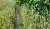 Trail Walking Marchin - Vyle et Tharoul 030724 - Photo 4