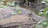 Percorso A piedi Laufamholzer Forst - Hirschenkopf Trail - Photo 9