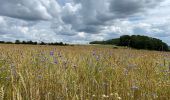 Randonnée Marche Gerpinnes - Fromiée Belle haie GR129  - Photo 8