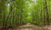 Tocht Te voet Ebern - Lauftour EBN2 - Photo 5