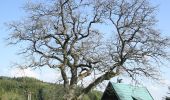 Tocht Te voet Baliny - naučná stezka propojení Balinského a Nesměřského údolí - Photo 4