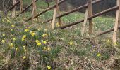 Trail On foot Büllingen - Balade des Jonquilles Krinkelt 12 Km - Photo 2