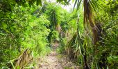 Trail Walking Anse-Bertrand - Guadeloupe - Pointe de la Petite Vigie à Pointe de la Grande Vigie - Photo 6