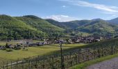 Trail Mountain bike Fréland - Fréland - Kaysersberg - Photo 3