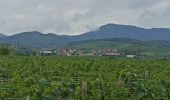 Tour Rennrad Molsheim - Molsheim - Turckheim  - Photo 2