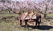 Trail Donkey back riding Livron-sur-Drôme - Abiche toundra - Photo 10