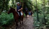 Tocht Stappen Hénon - Dans le bois des pins. - Photo 6