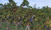 Tour Wandern La Cadière-d'Azur - Dans les vignes autour de la Cadiere - Photo 3