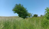 Randonnée Marche Villers-le-Bouillet - Vieux-Waleffe . Dreye . Pitet . Fallais . Vieux-Waleffe - Photo 18