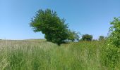 Excursión Senderismo Villers-le-Bouillet - Vieux-Waleffe . Dreye . Pitet . Fallais . Vieux-Waleffe - Photo 18