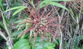 Tour Wandern Le Lorrain - Boucle Morne Jacob - Photo 17