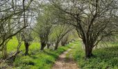 Trail Walking Tinlot - Bois de Forkechamps - Photo 8