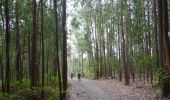 Tour Wandern Arzúa - CC_Frances_DI_31_Arzua_O-Pino_20120829 - Photo 2