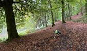 Randonnée Marche Martelange - Dans l’intimité d’une forêt  - Photo 1