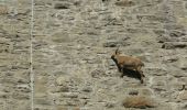 Tour Zu Fuß Macugnaga - (SI E51N) Rifugio Oberto - Bivacco Cingino - Photo 10