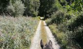 Tocht Paardrijden Aiton - boucle Etelaine depuis Aiton - Photo 2