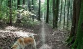 Trail Walking Sint-Genesius-Rode - Soignes Brassine belle balade de 6 km - Photo 3